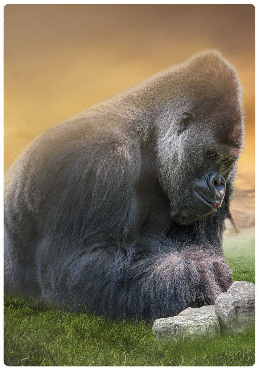 GORILLAS - POSTER in PVC da 3mm - PlastiWood (14554878)